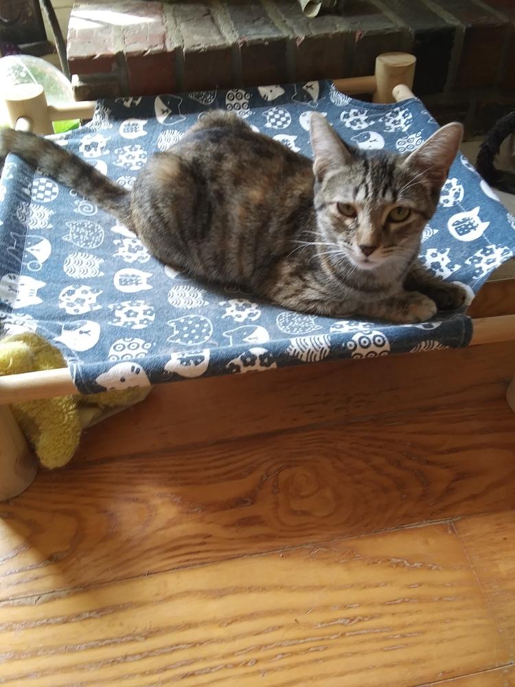 Enlarge Elsa, a Adoptable Domestic Short Hair in Fayetteville, TN image 2/3