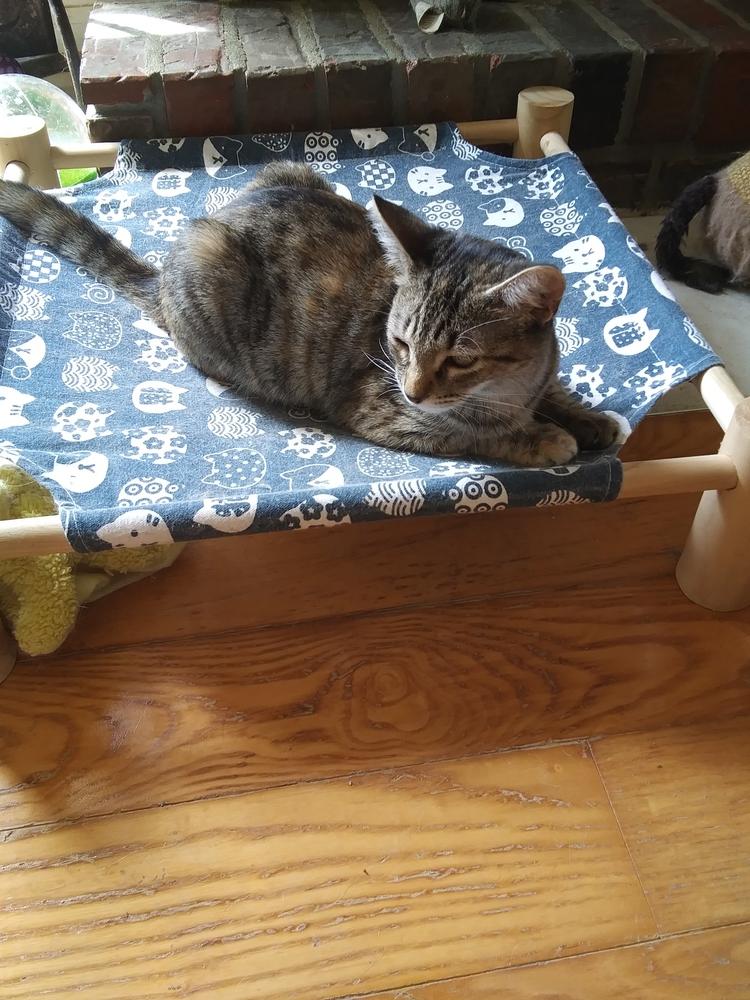 Enlarge Elsa, a Adoptable Domestic Short Hair in Fayetteville, TN image 3/3