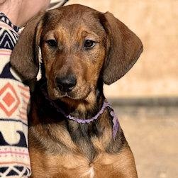 Enlarge Sooner Sweethearts (CA), a ADOPTABLE mixed breed in Jackson, CA image 1/4