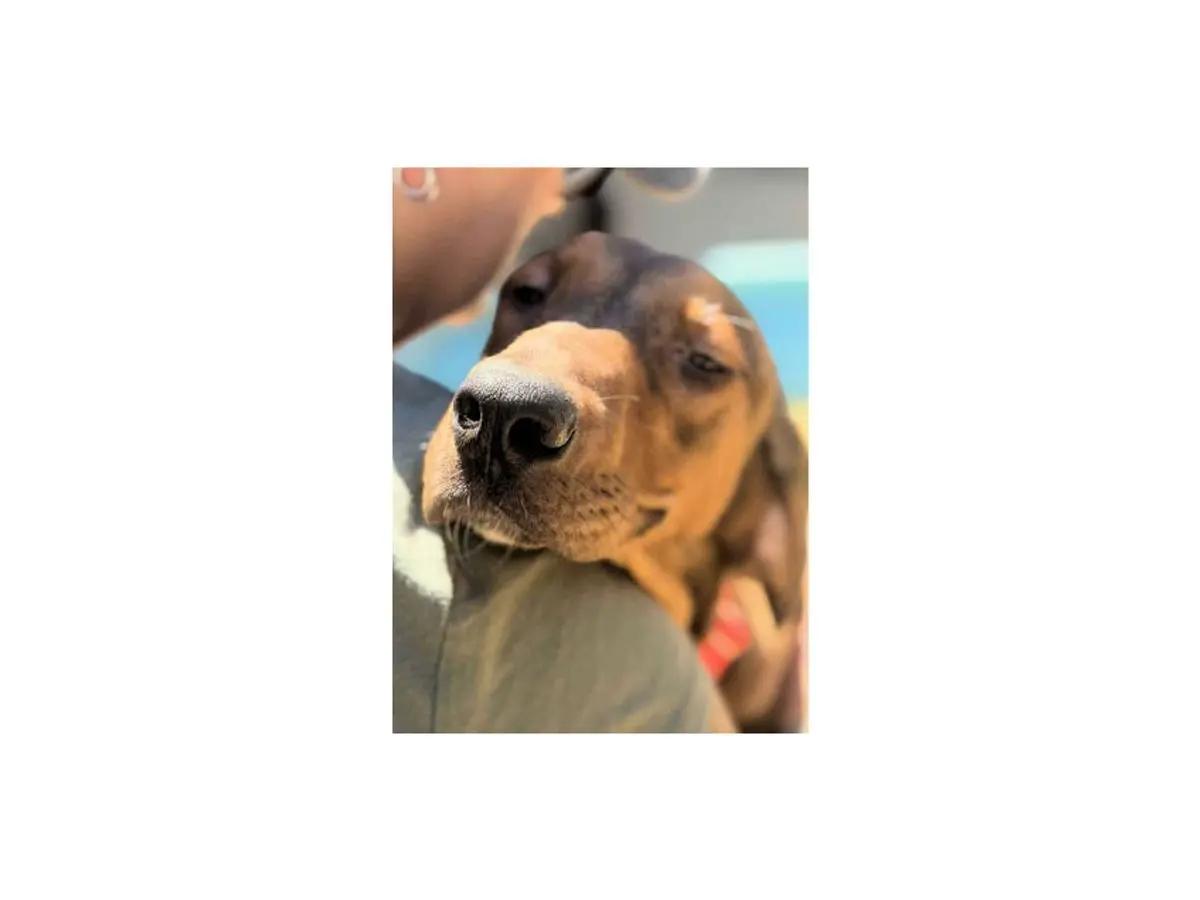 Sooner Sweethearts (CA), ADOPTABLE, Puppy Male Black and Tan Coonhound.
