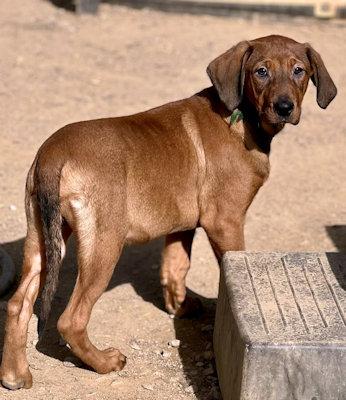 Enlarge Sooner Sweethearts (CA), a ADOPTABLE mixed breed in Jackson, CA image 2/4