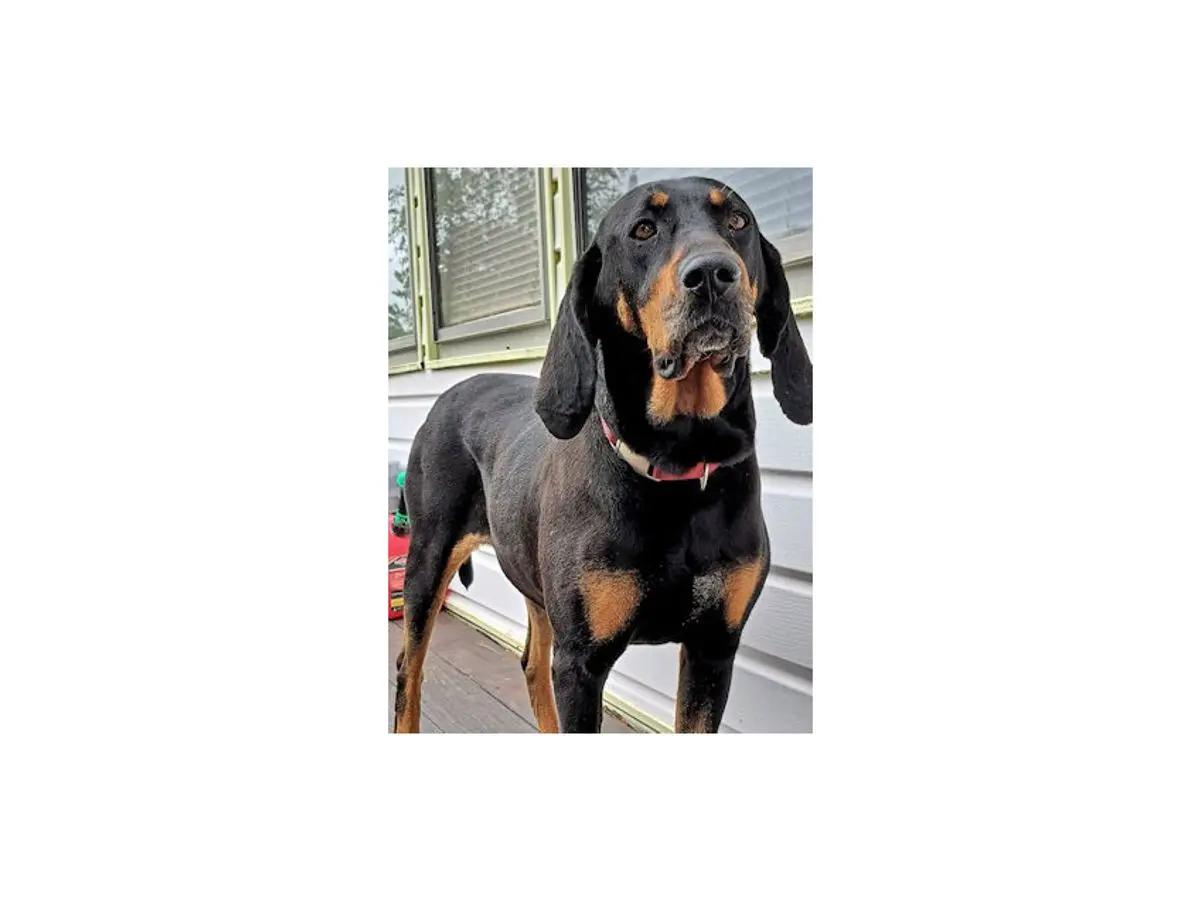 Sooner Sweethearts (CA), a ADOPTABLE mixed breed in Jackson, CA image 3/4