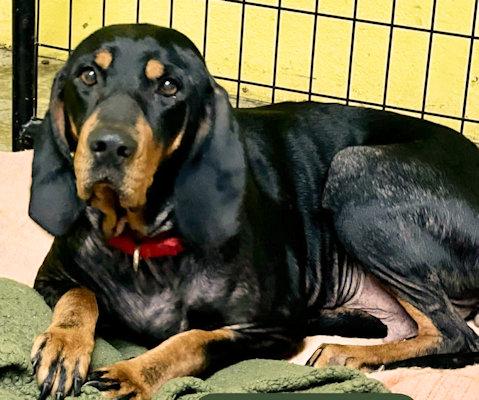 Enlarge Sooner Sweethearts (CA), a ADOPTABLE mixed breed in Jackson, CA image 4/4