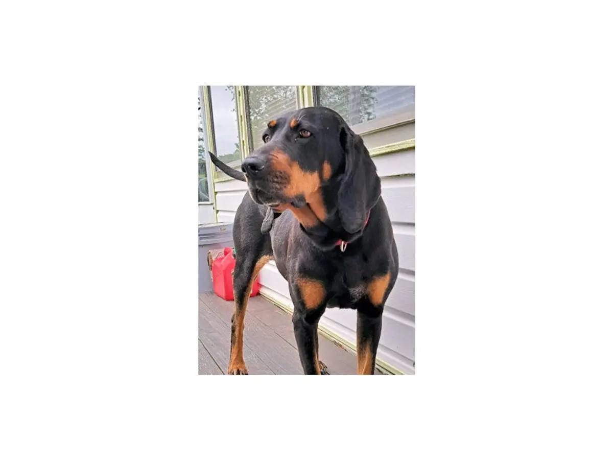 Sooner Sweethearts (CA), a ADOPTABLE mixed breed in Jackson, CA image 2/4