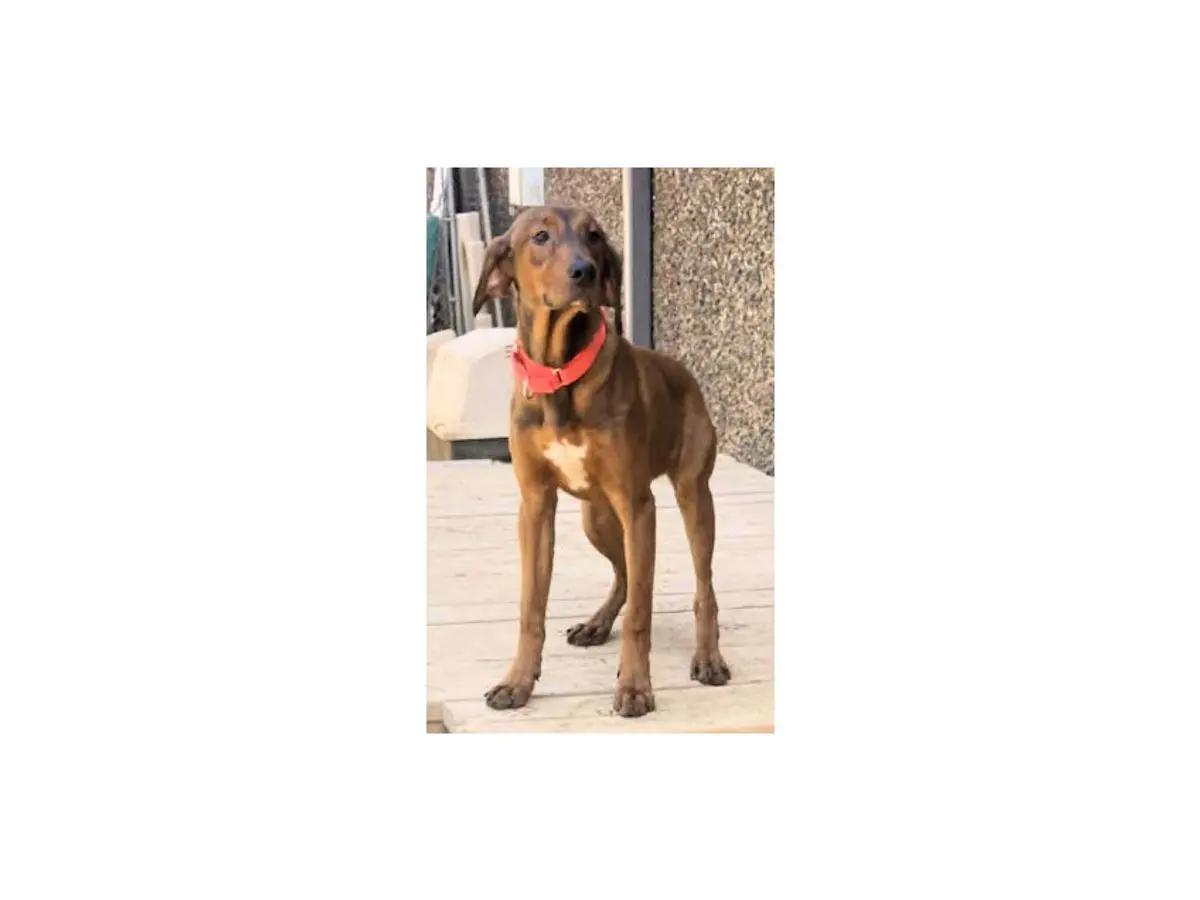 Sooner Sweethearts (CA), a ADOPTABLE mixed breed in Jackson, CA image 4/4