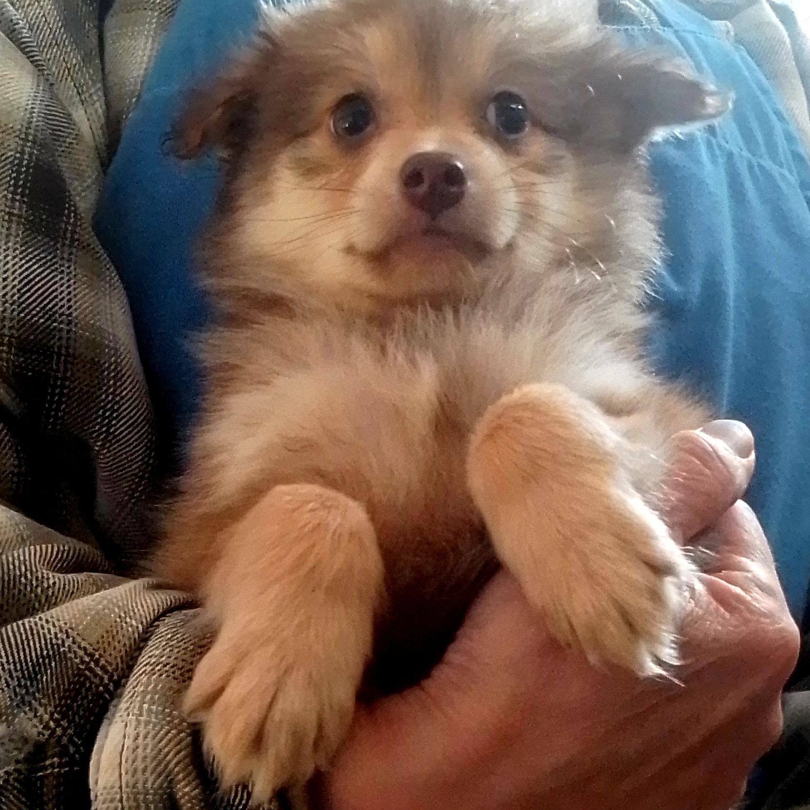 Grace, Adoptable, Puppy Female Pomeranian & Rat Terrier.