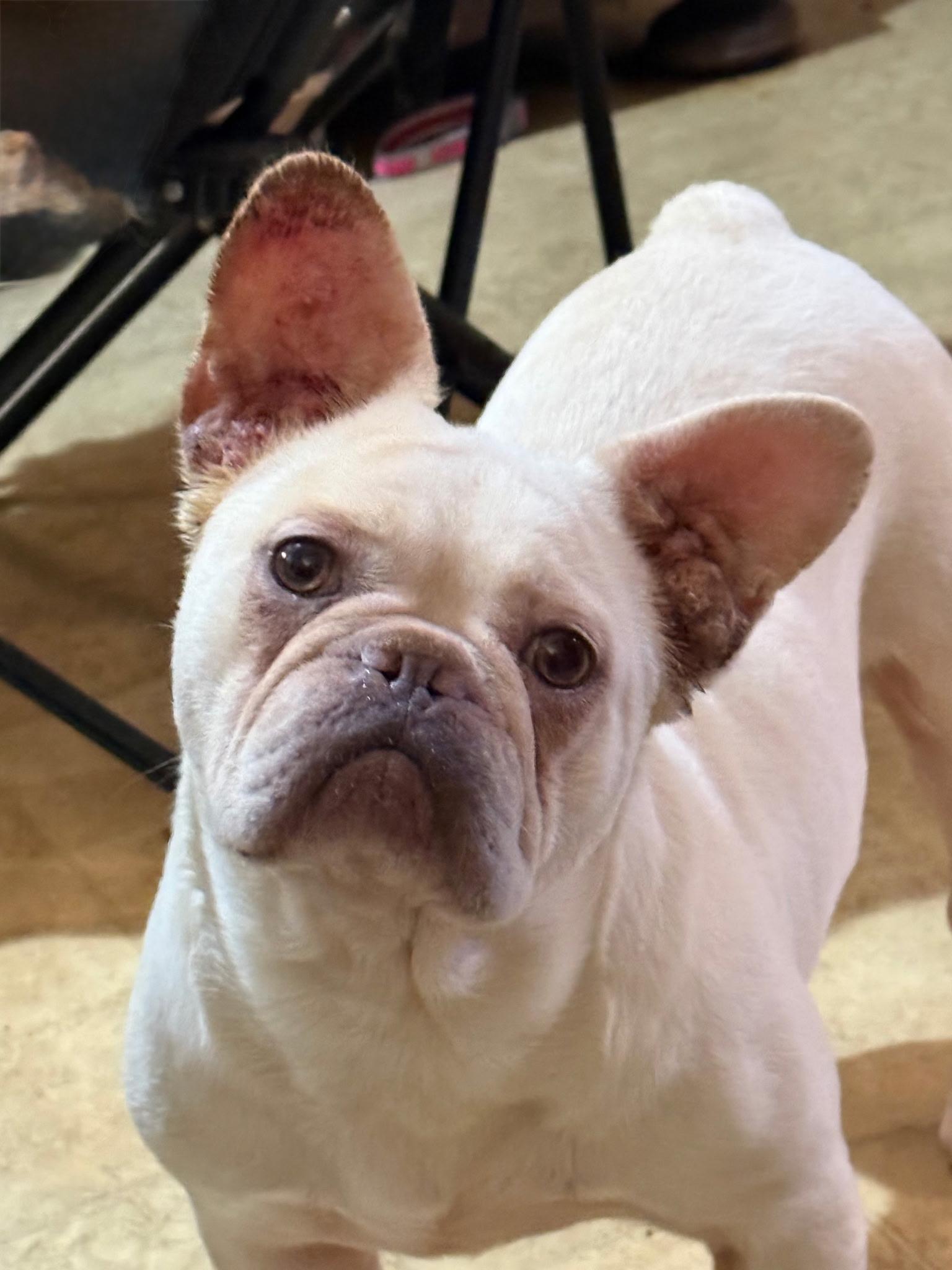 Enlarge Noelle, a ADOPTABLE French Bulldog in Lodi, CA image 2/4