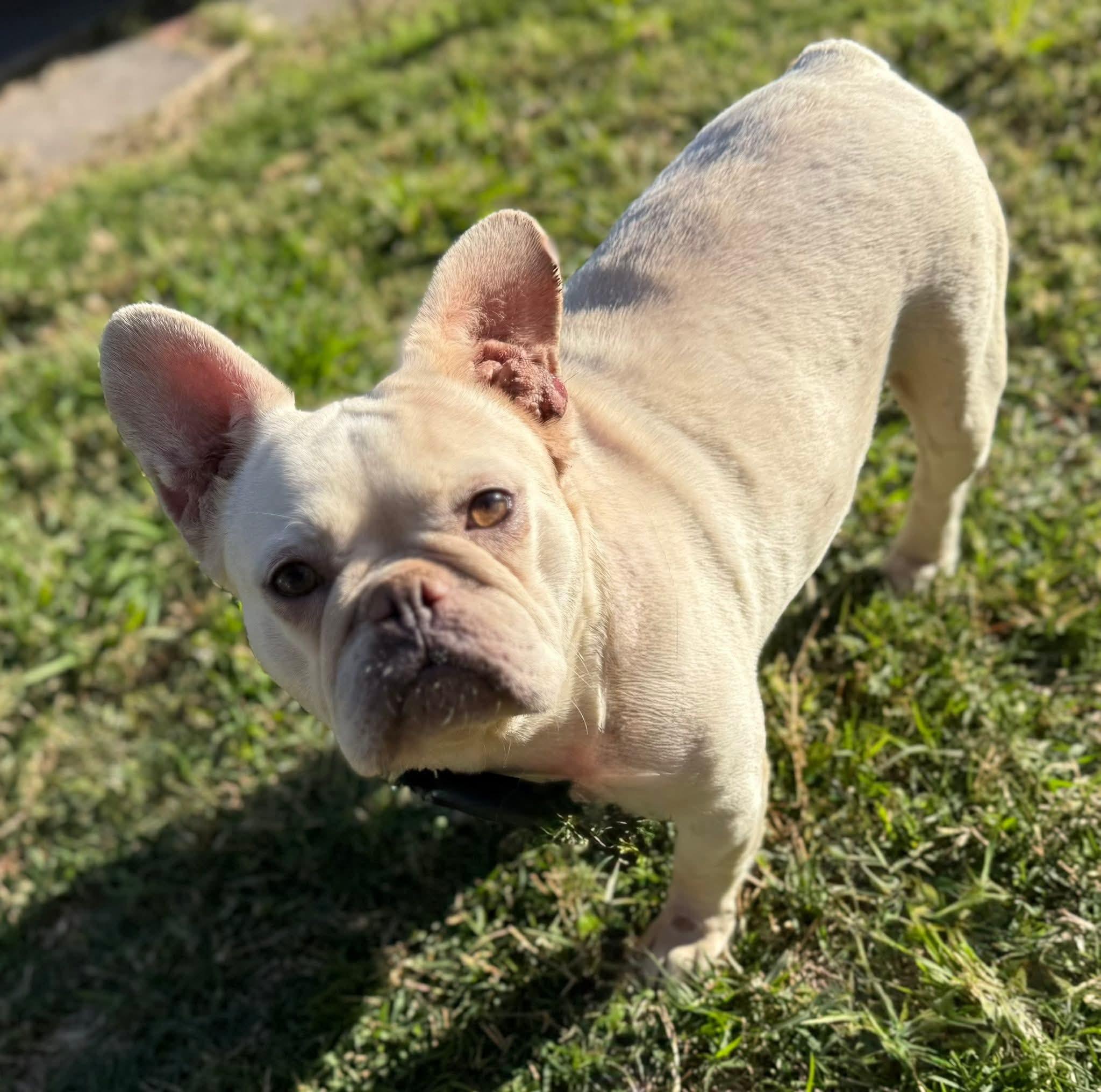 Enlarge Noelle, a ADOPTABLE French Bulldog in Lodi, CA image 3/4