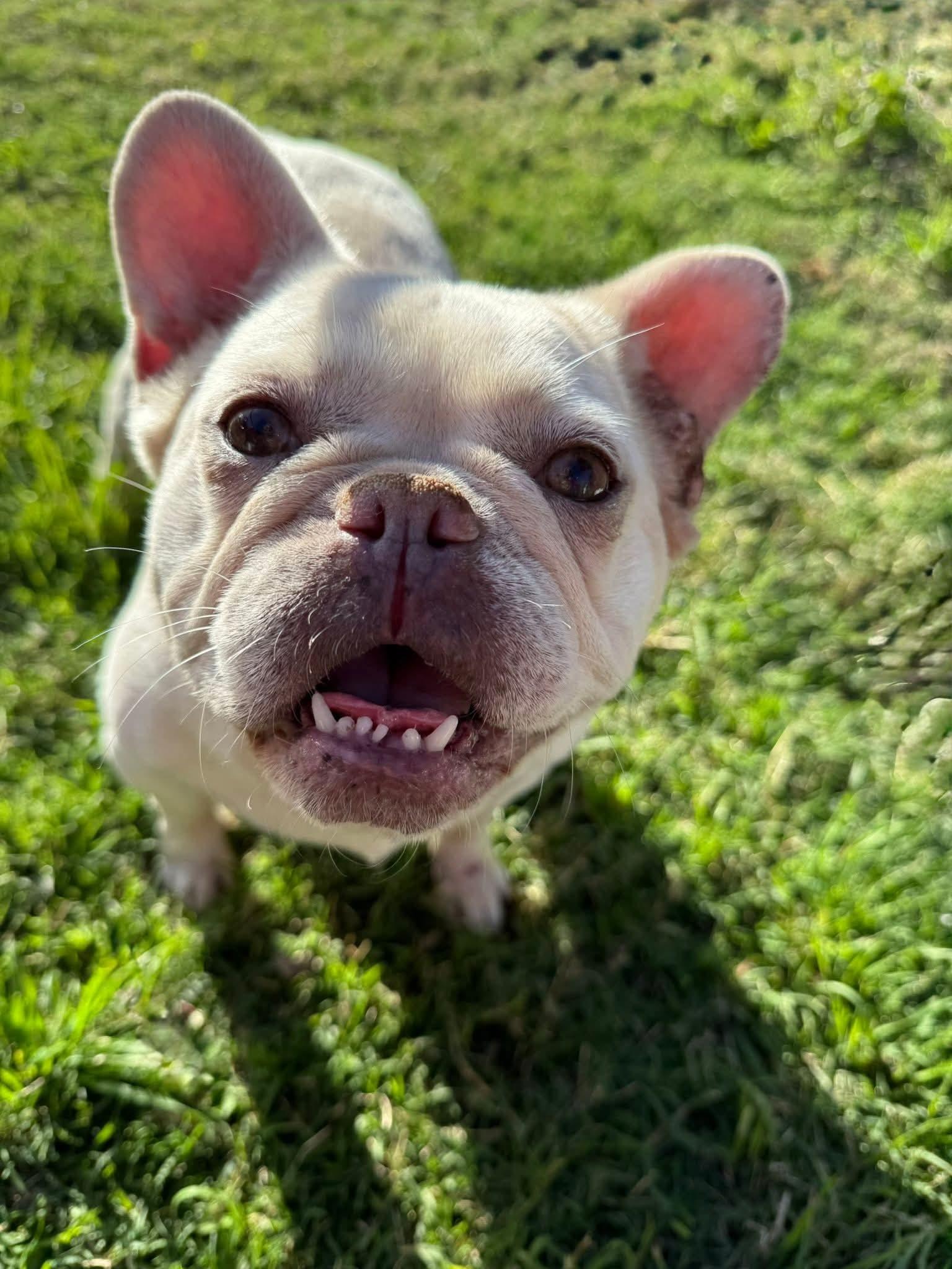 Noelle, ADOPTABLE, Adult Female French Bulldog.