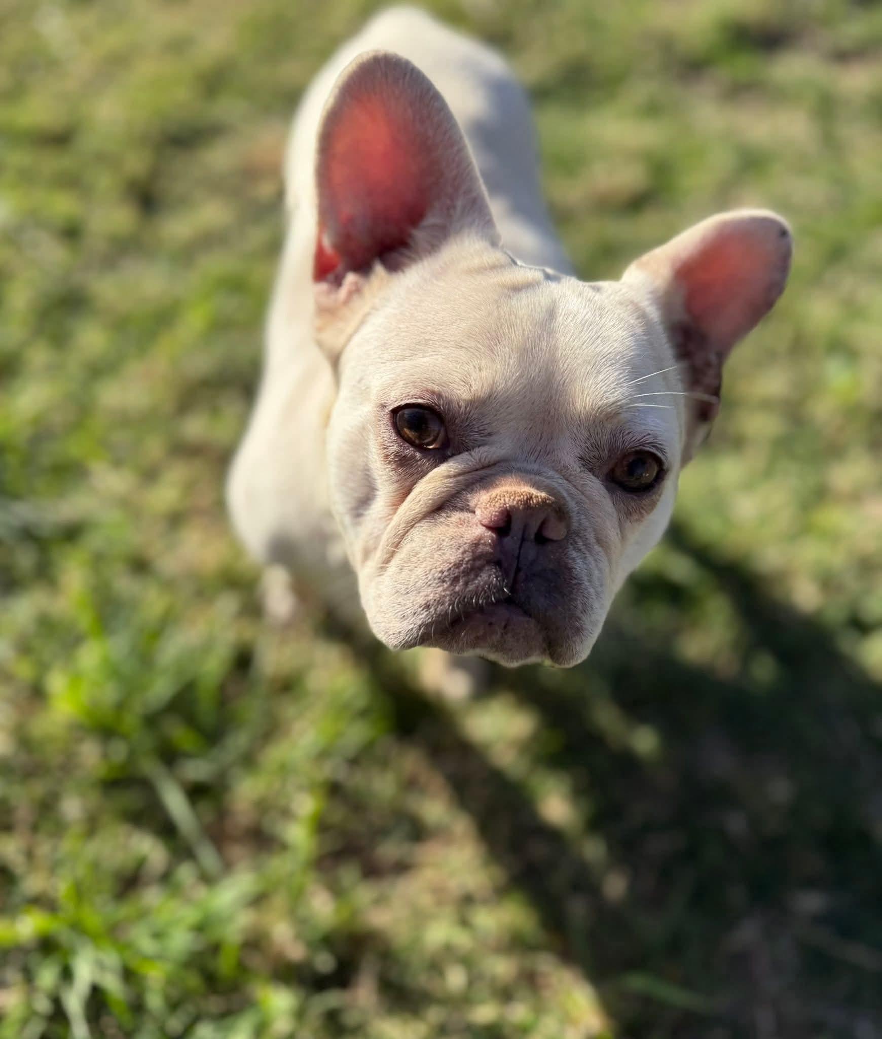 Enlarge Noelle, a ADOPTABLE French Bulldog in Lodi, CA image 4/4
