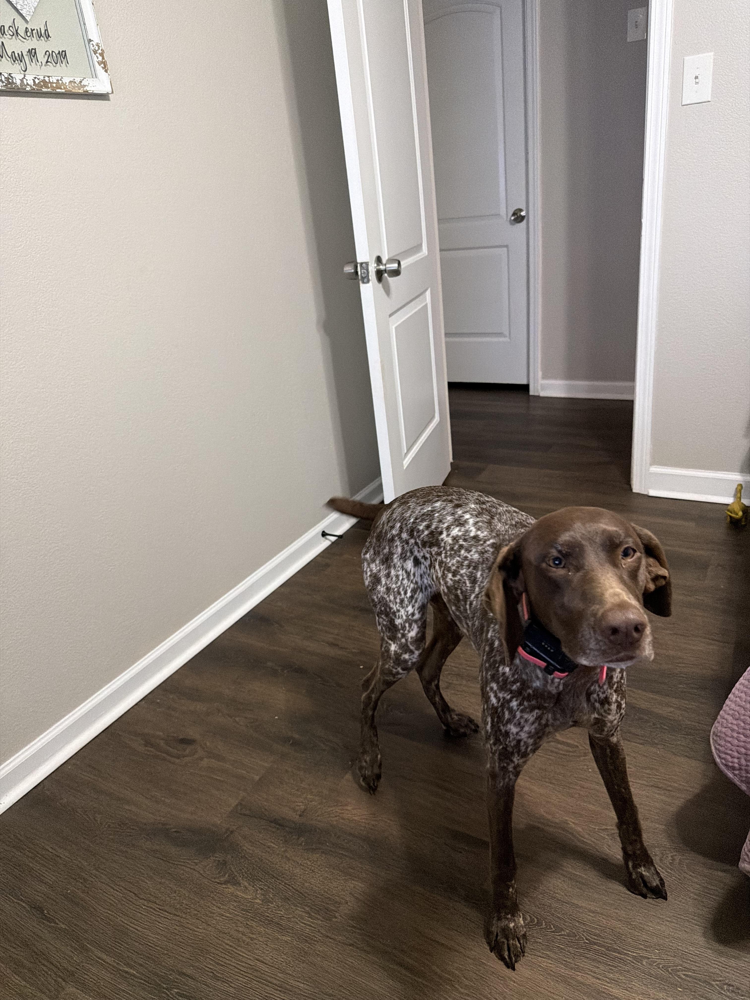Enlarge Clark, a ADOPTABLE German Shorthaired Pointer in Little Rock, AR image 3/3