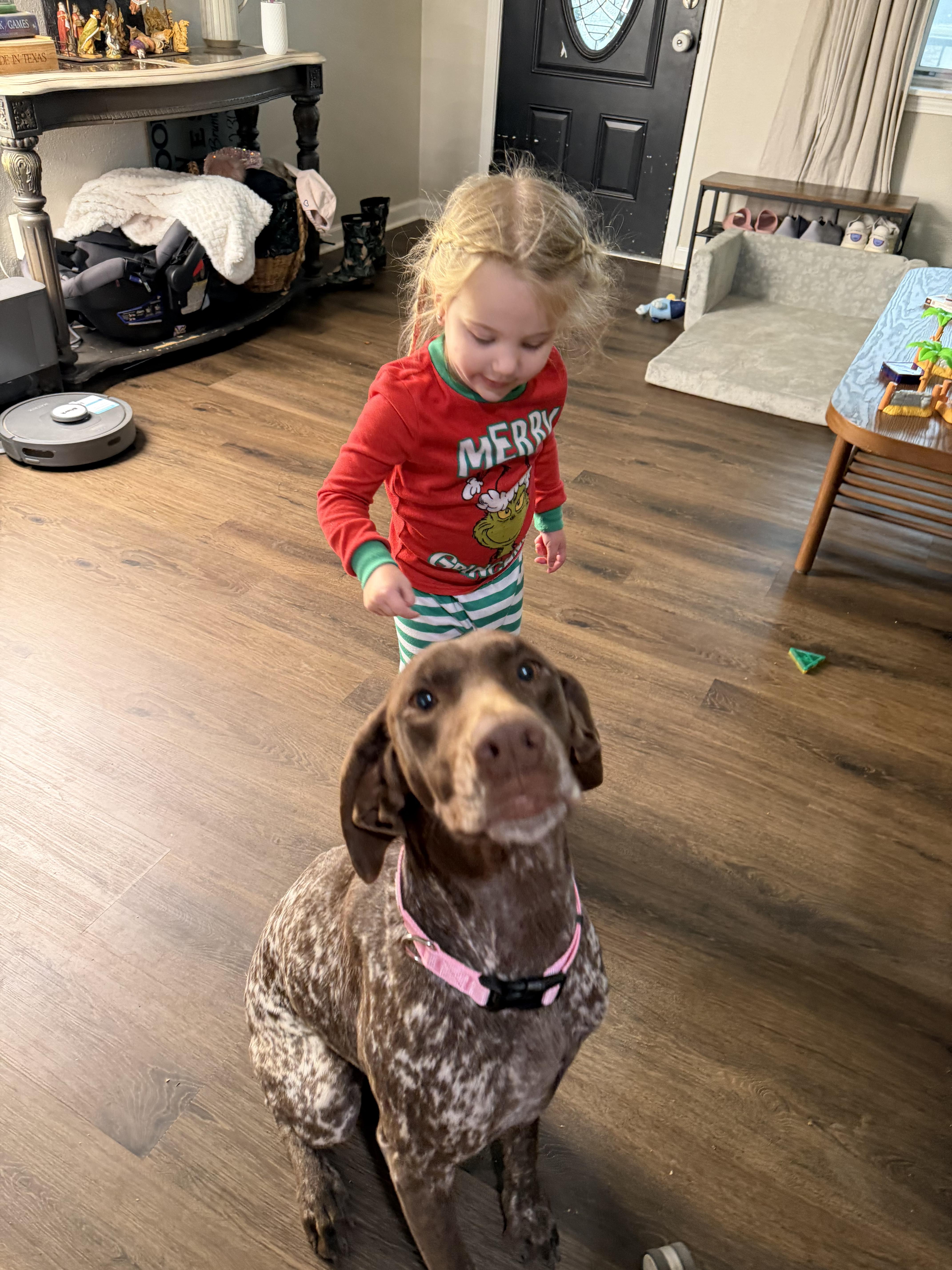 Enlarge Clark, a ADOPTABLE German Shorthaired Pointer in Little Rock, AR image 2/3