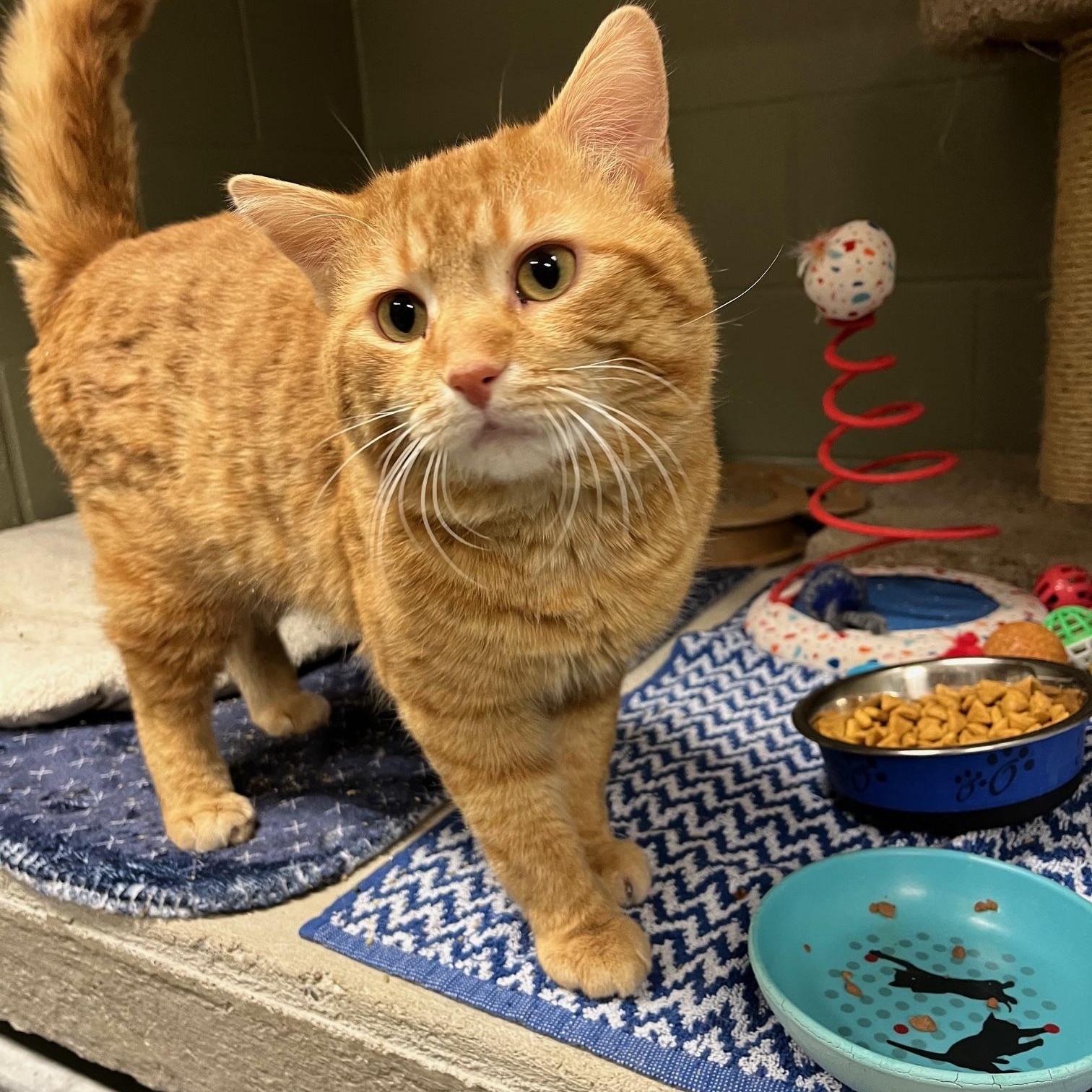 Keanu, a ADOPTABLE Domestic Medium Hair in St Thomas, ON image 4/4