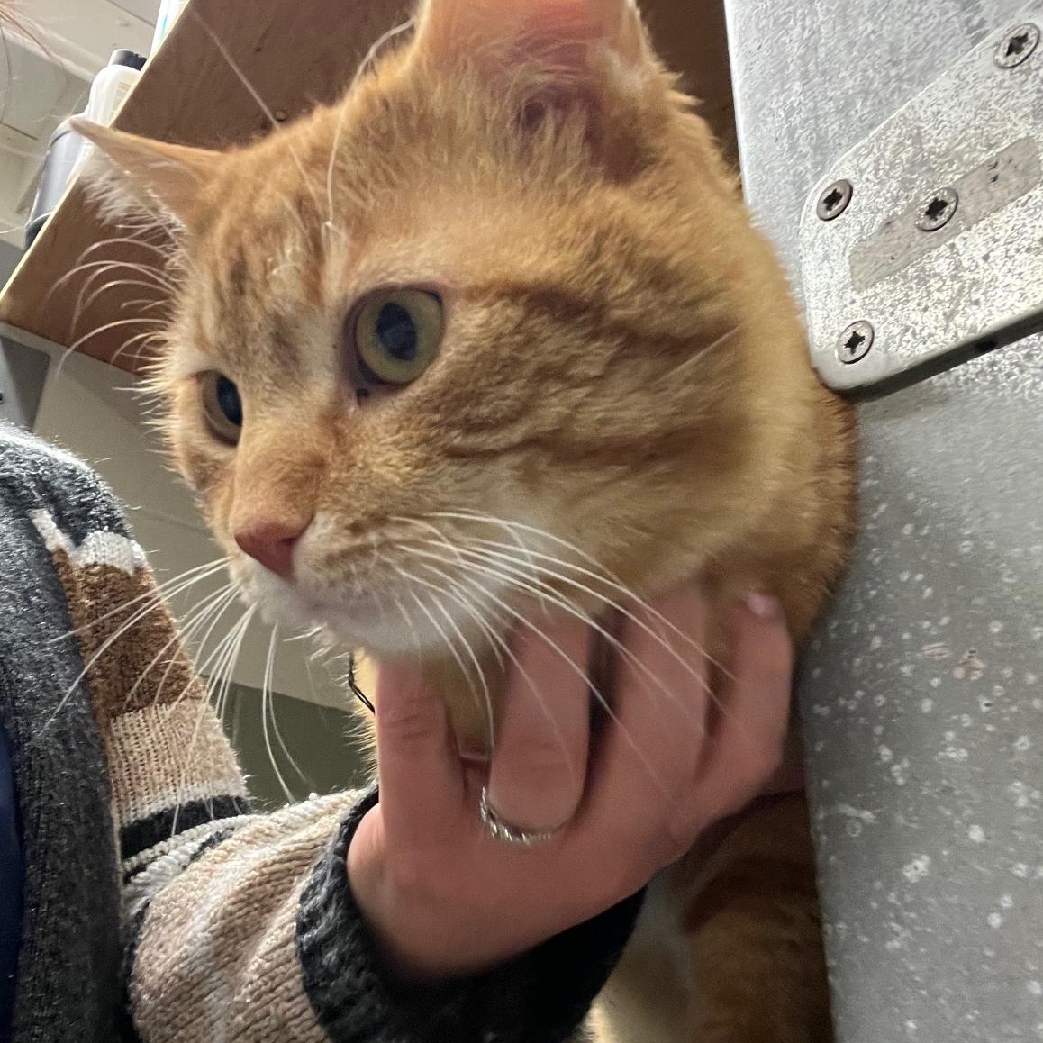 Keanu, a ADOPTABLE Domestic Medium Hair in St Thomas, ON image 3/4