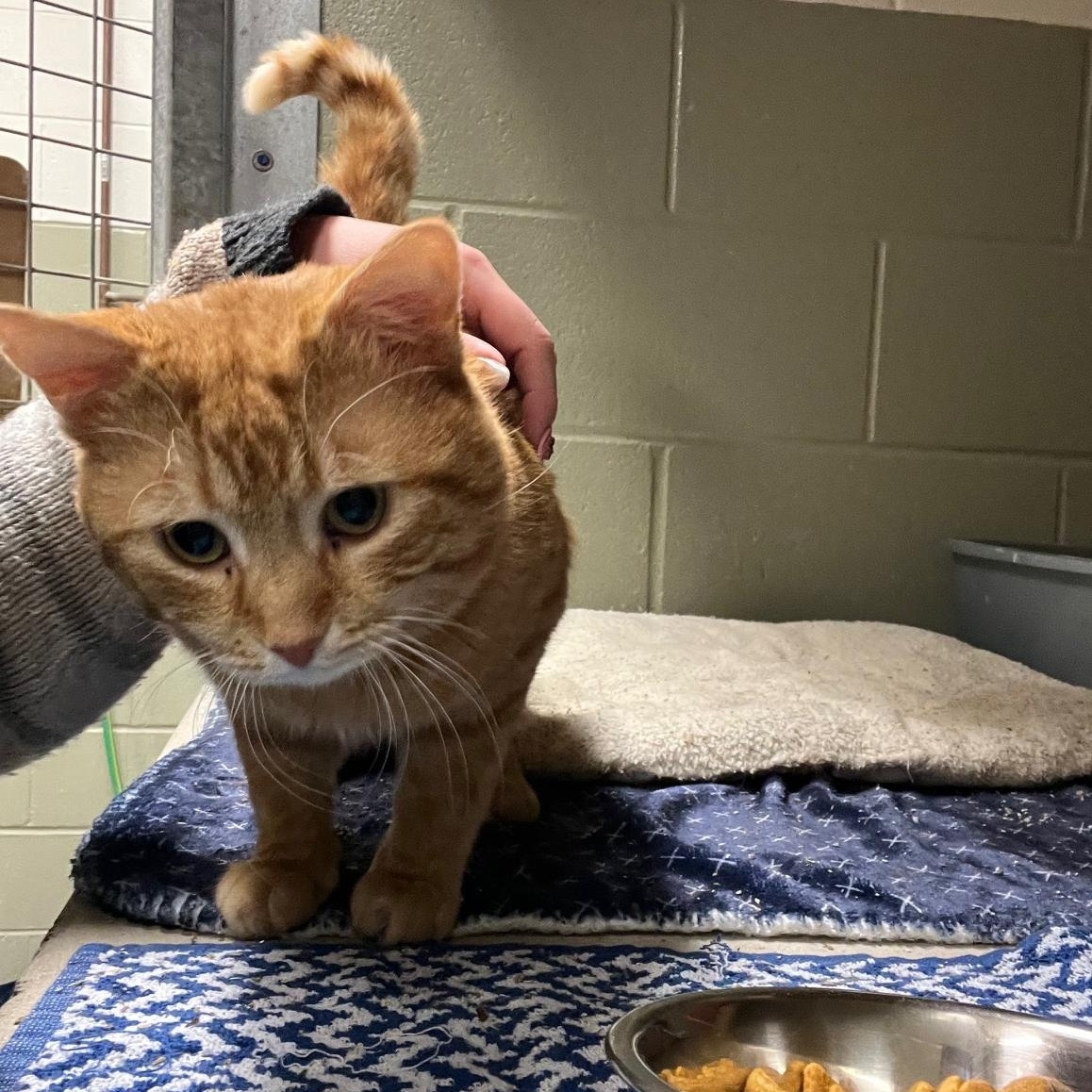 Keanu, a ADOPTABLE Domestic Medium Hair in St Thomas, ON image 2/4