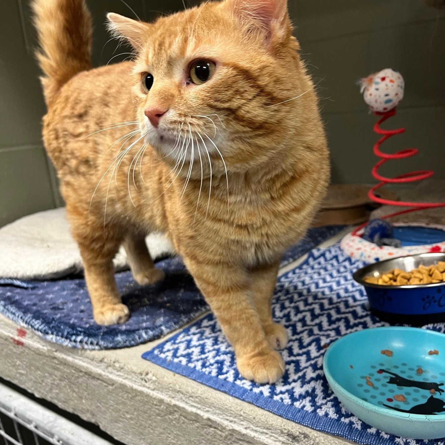 Keanu, a ADOPTABLE Domestic Medium Hair in St Thomas, ON image 1/4