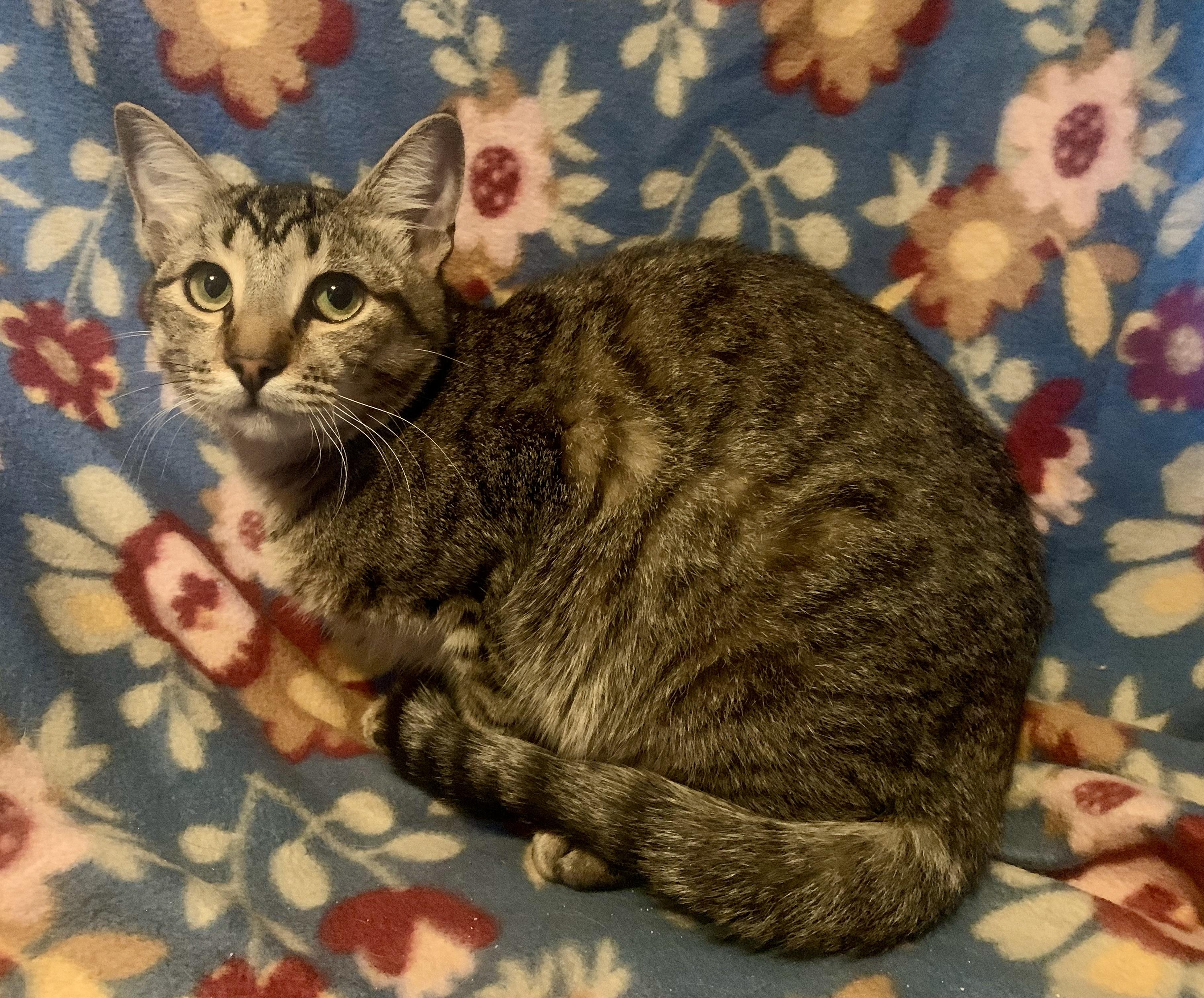 Rocky, Adoptable, Young Male Domestic Short Hair.