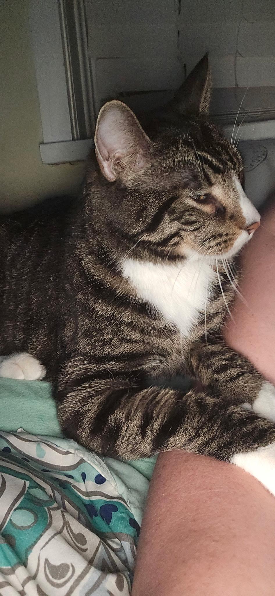 Toryn, a Adoptable Domestic Short Hair in Pocatello, ID image 3/4