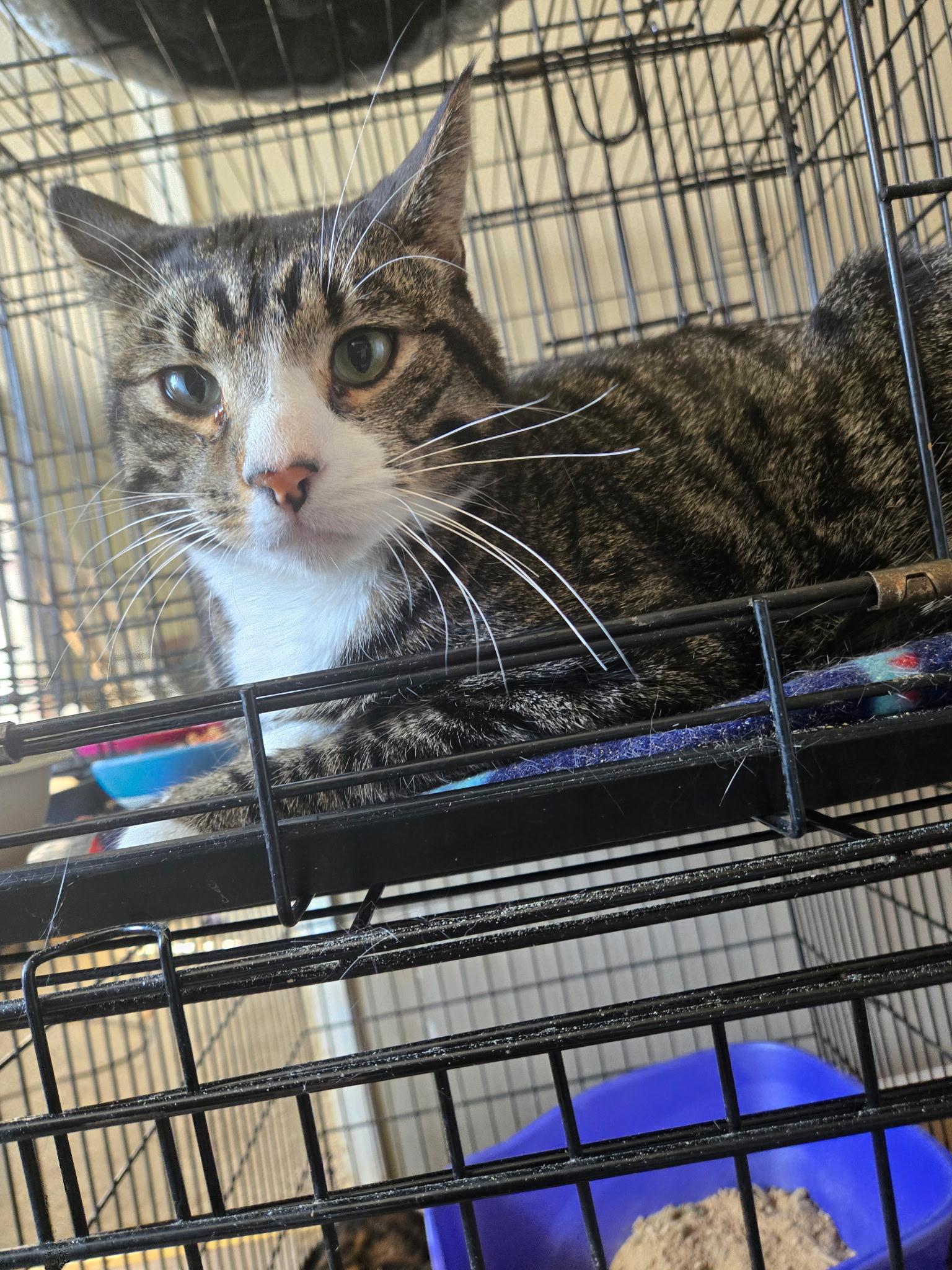 Toryn, a Adoptable Domestic Short Hair in Pocatello, ID image 1/4