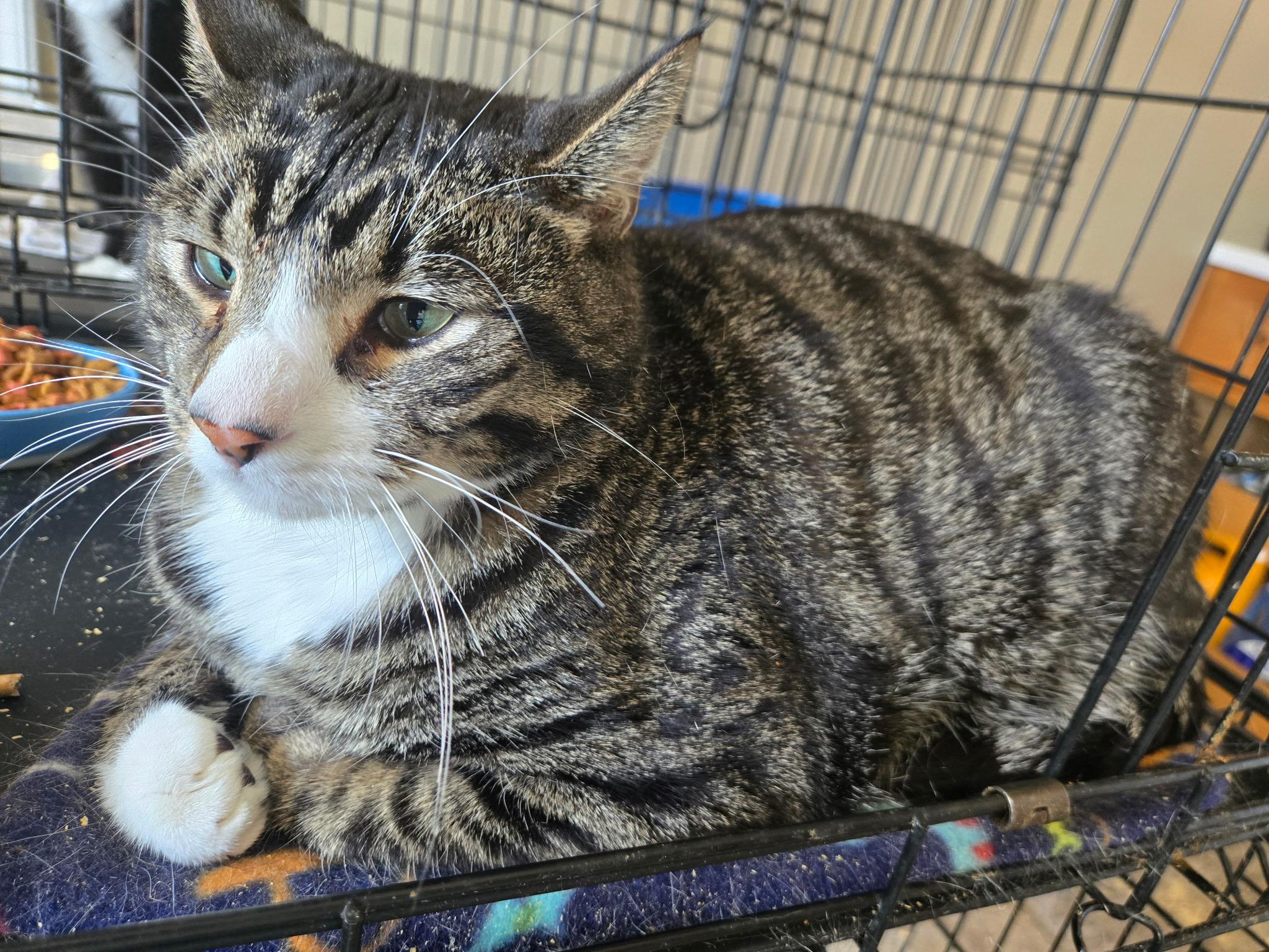 Toryn, a Adoptable Domestic Short Hair in Pocatello, ID image 4/4