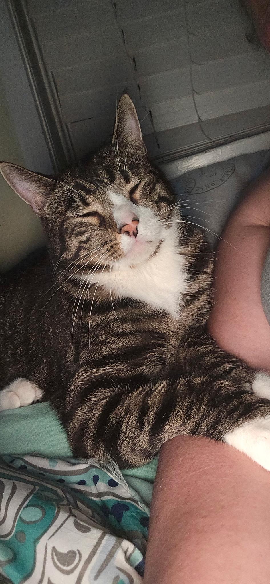 Toryn, a Adoptable Domestic Short Hair in Pocatello, ID image 2/4