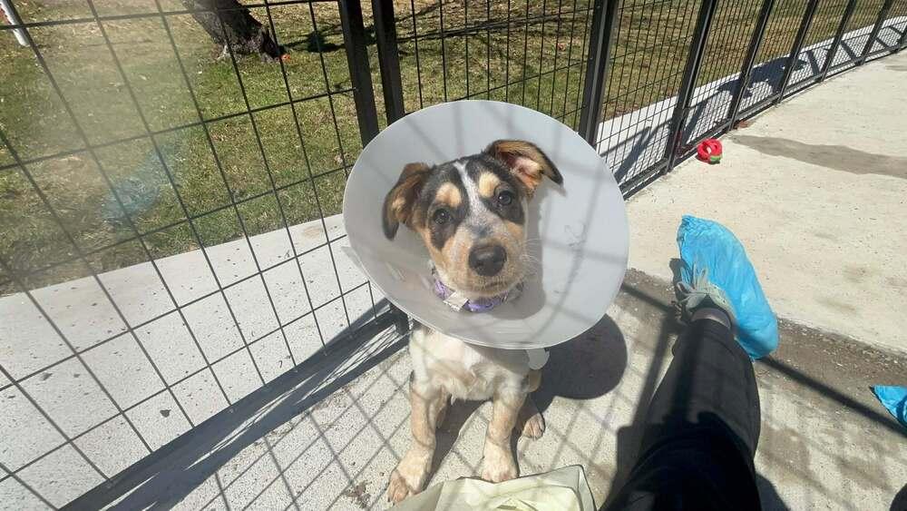 Enlarge Sheryl (AVAILABLE 4/7), a Adoptable mixed breed in Leverett, MA image 1/6