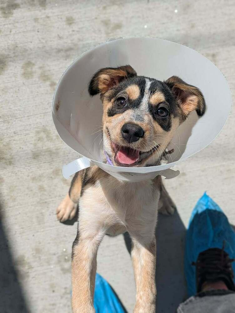 Enlarge Sheryl (AVAILABLE 4/7), a Adoptable mixed breed in Leverett, MA image 2/6