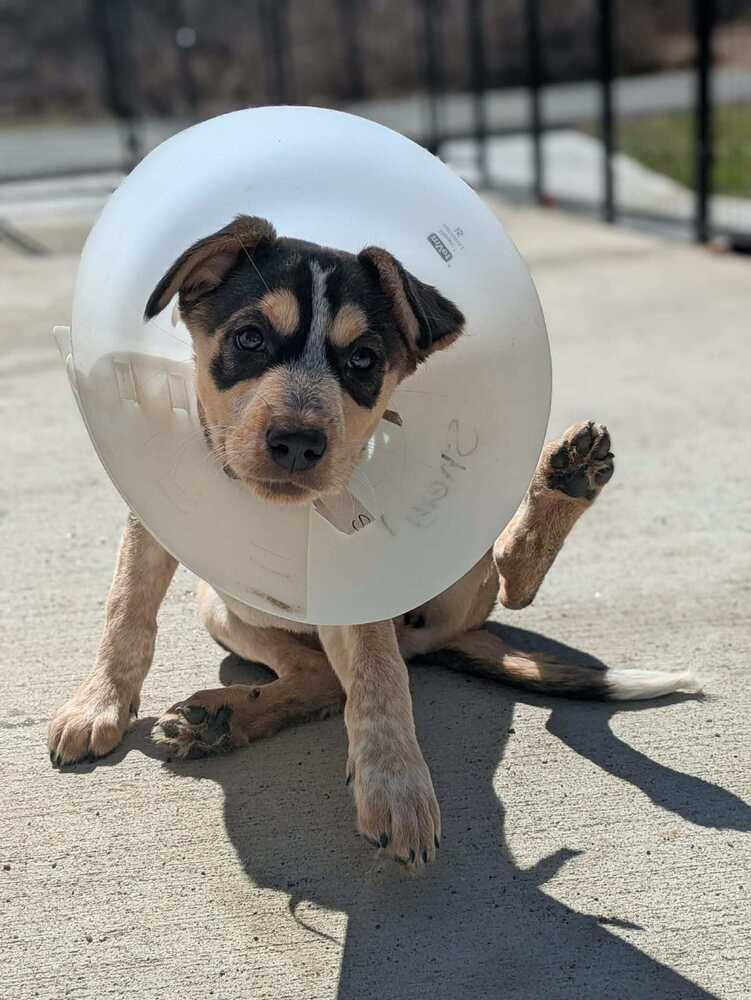 Enlarge Sheryl (AVAILABLE 4/7), a Adoptable mixed breed in Leverett, MA image 3/6