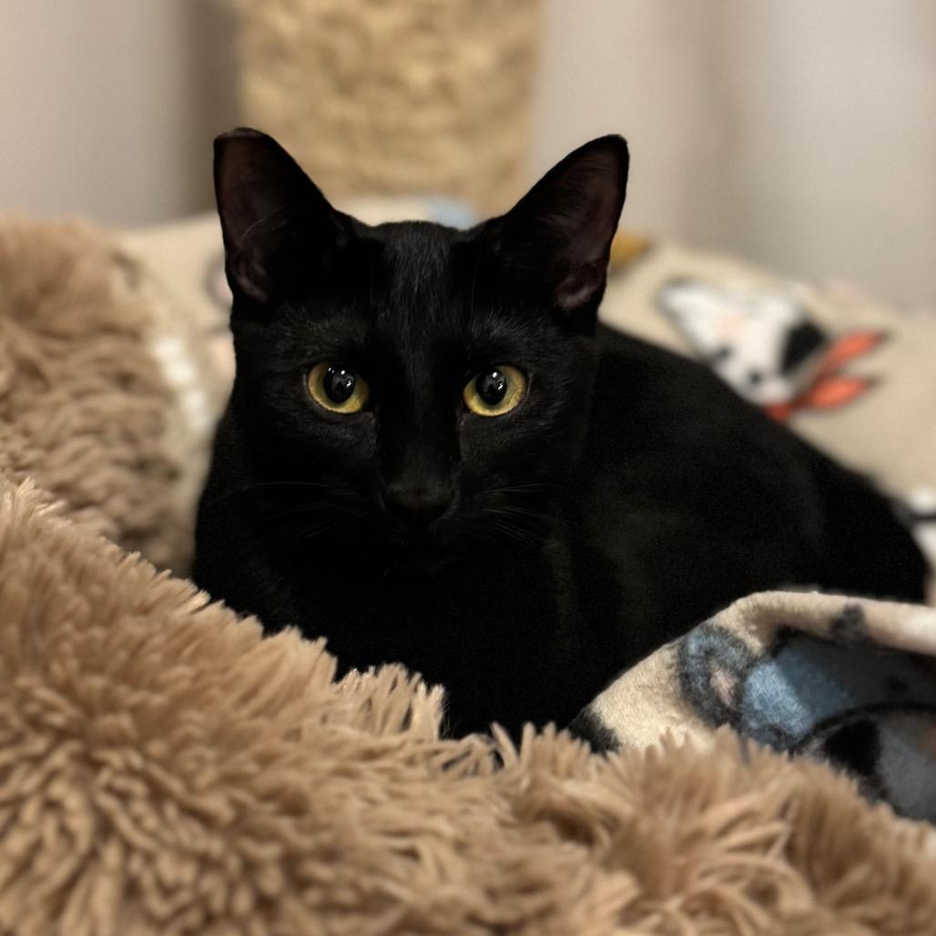 Sandie, Adoptable, Young Female Domestic Short Hair.