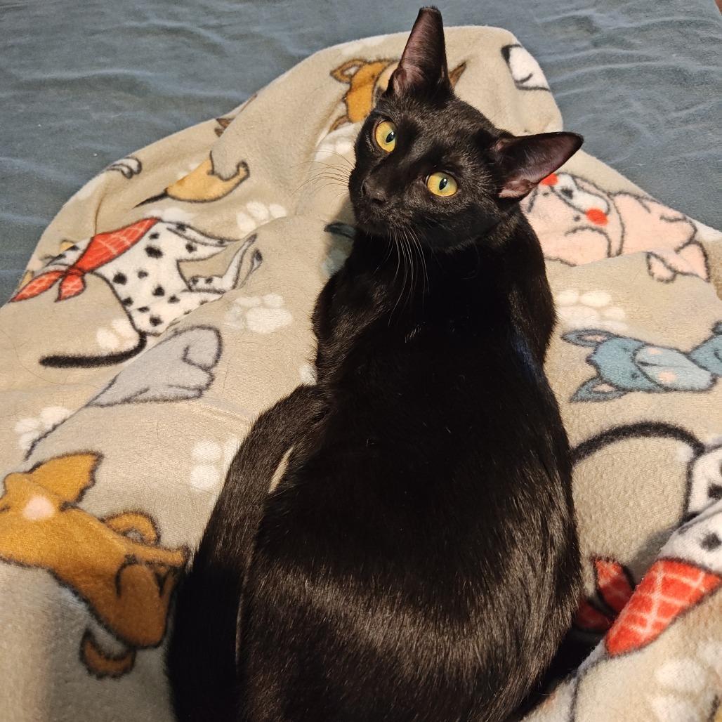 Enlarge Sandie, a Adoptable Domestic Short Hair in Green Bay, WI image 3/6