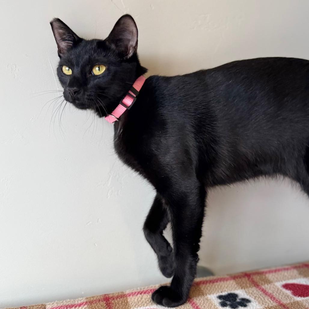 Enlarge Sandie, a Adoptable Domestic Short Hair in Green Bay, WI image 4/6