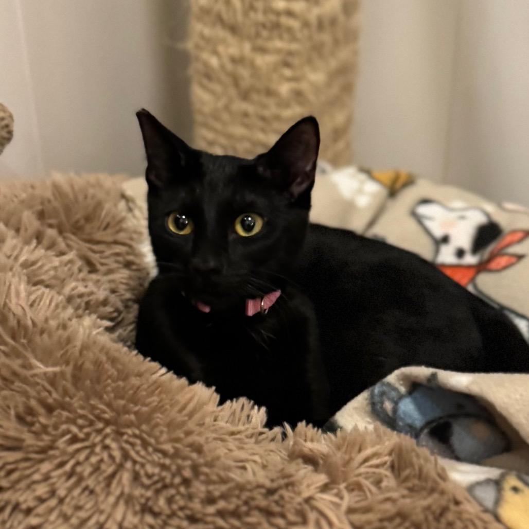 Enlarge Sandie, a Adoptable Domestic Short Hair in Green Bay, WI image 5/6