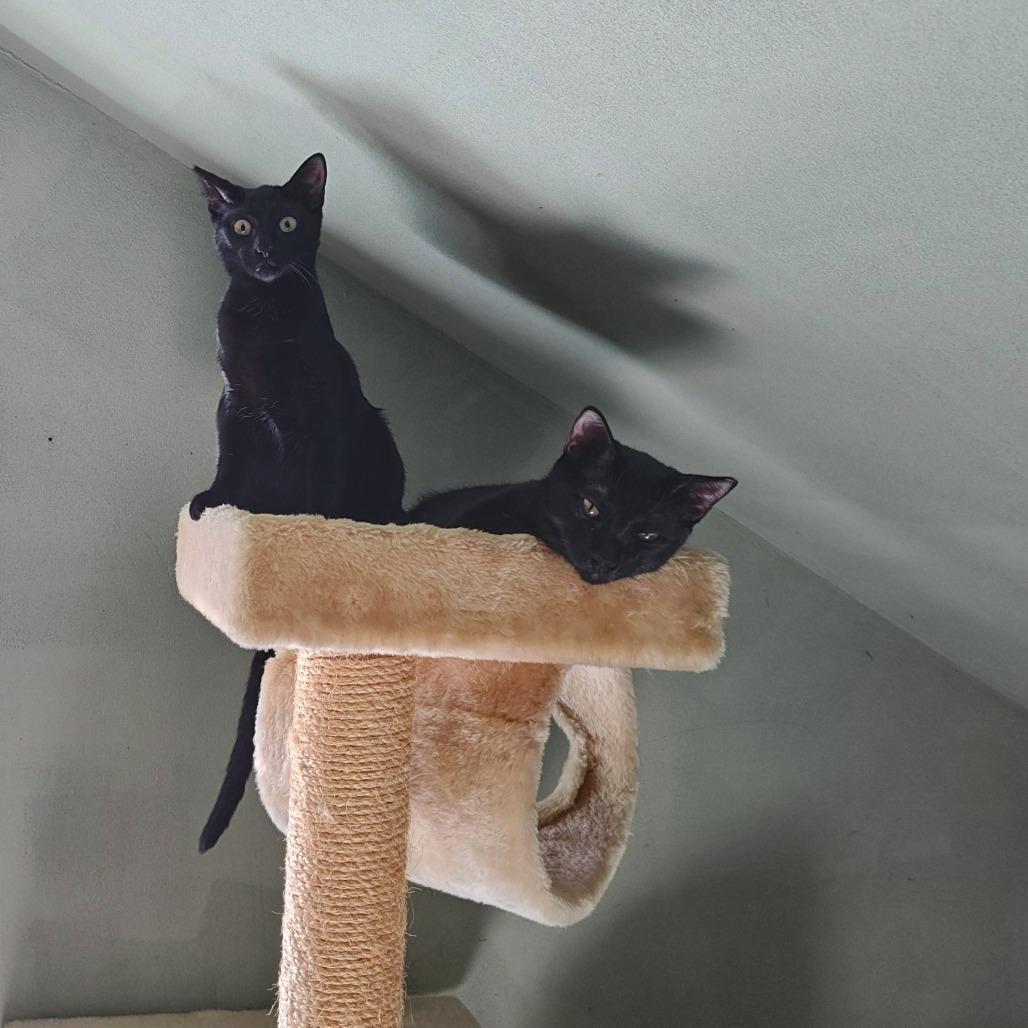 Enlarge Sandie, a Adoptable Domestic Short Hair in Green Bay, WI image 6/6