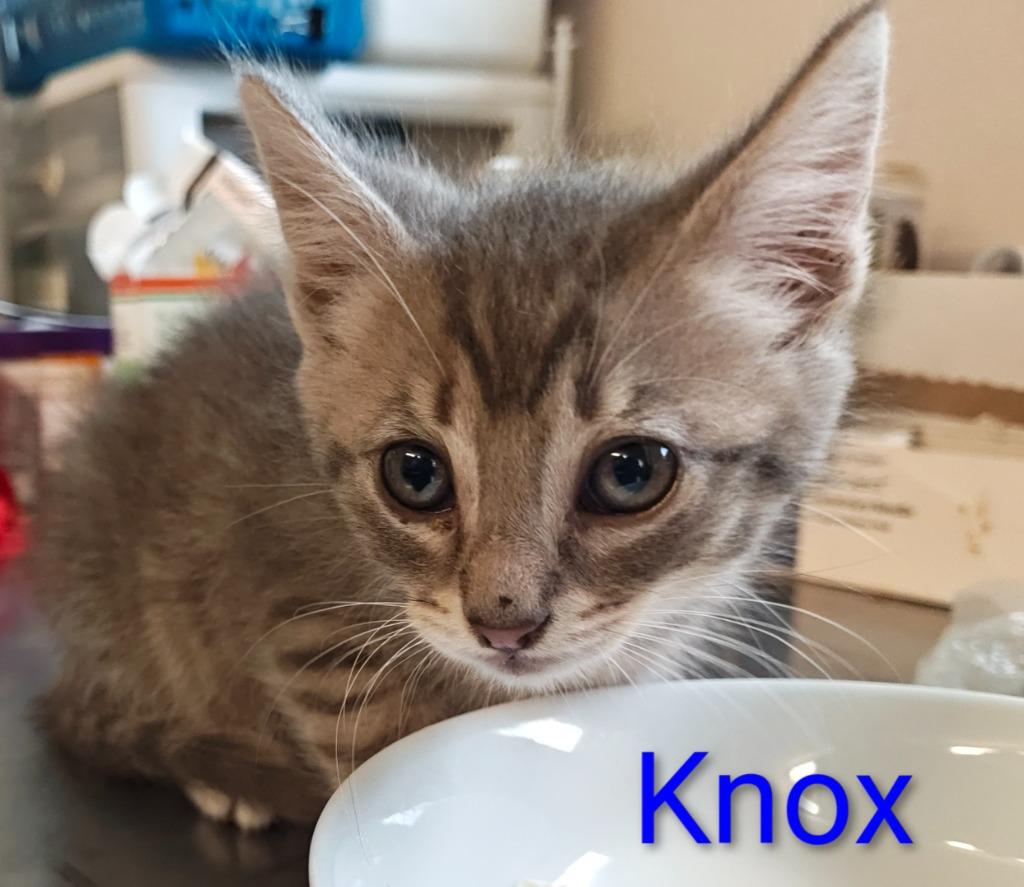Knox, Adoptable, Kitten Male Domestic Short Hair.