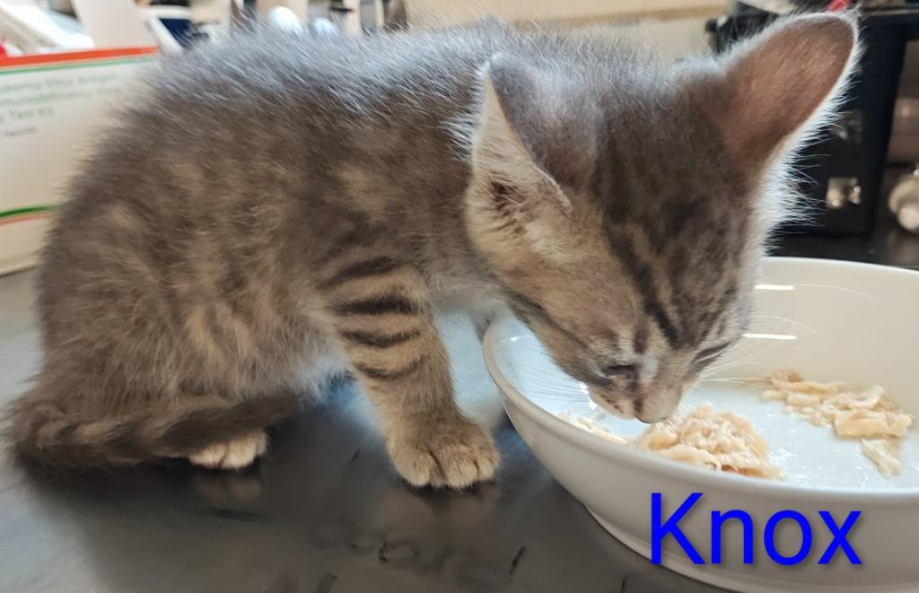 Knox, a Adoptable mixed breed in Mena, AR image 2/2