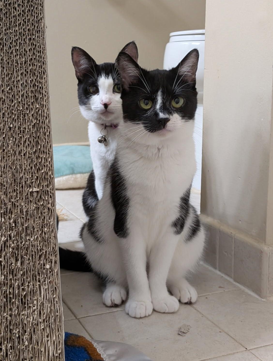 Valentine and Anna - in foster care and very sweet