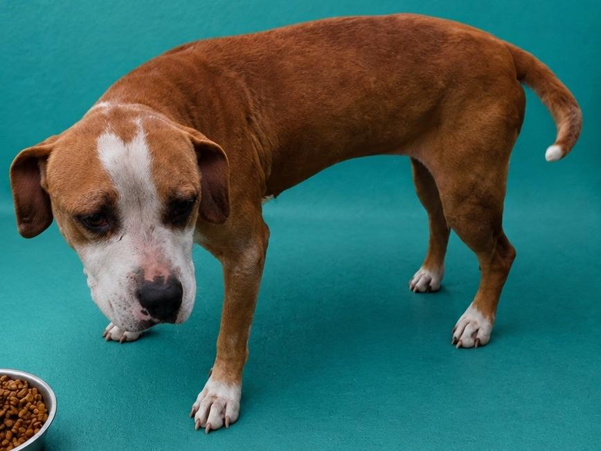 Enlarge Tamara, a Adoptable mixed breed in Wauchula, FL image 1/1
