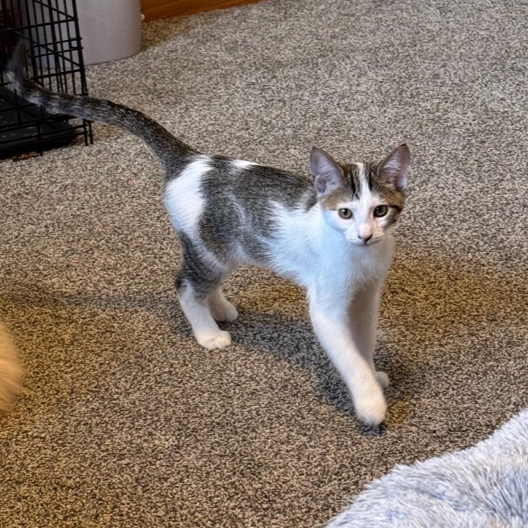 Fizz, Adoptable, Kitten Female Domestic Short Hair.
