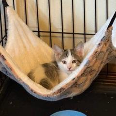 Enlarge Fizz, a Adoptable Domestic Short Hair in Madison, WI image 2/6