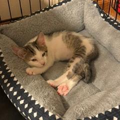 Enlarge Fizz, a Adoptable Domestic Short Hair in Madison, WI image 3/6