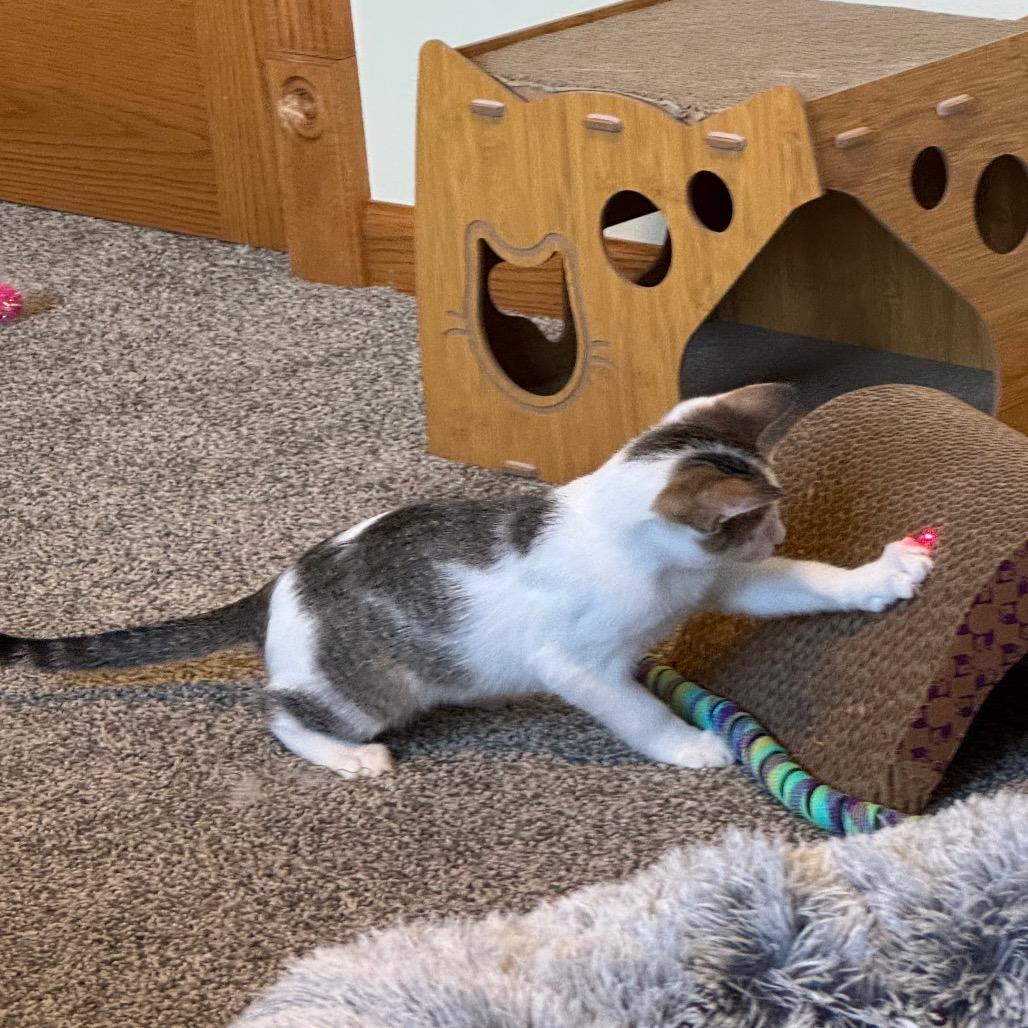 Enlarge Fizz, a Adoptable Domestic Short Hair in Madison, WI image 4/6