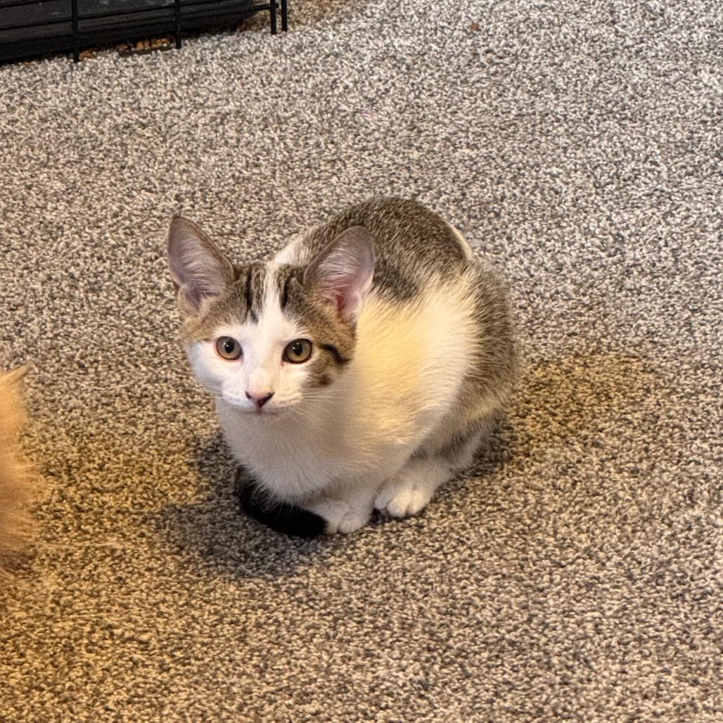 Enlarge Fizz, a Adoptable Domestic Short Hair in Madison, WI image 5/6