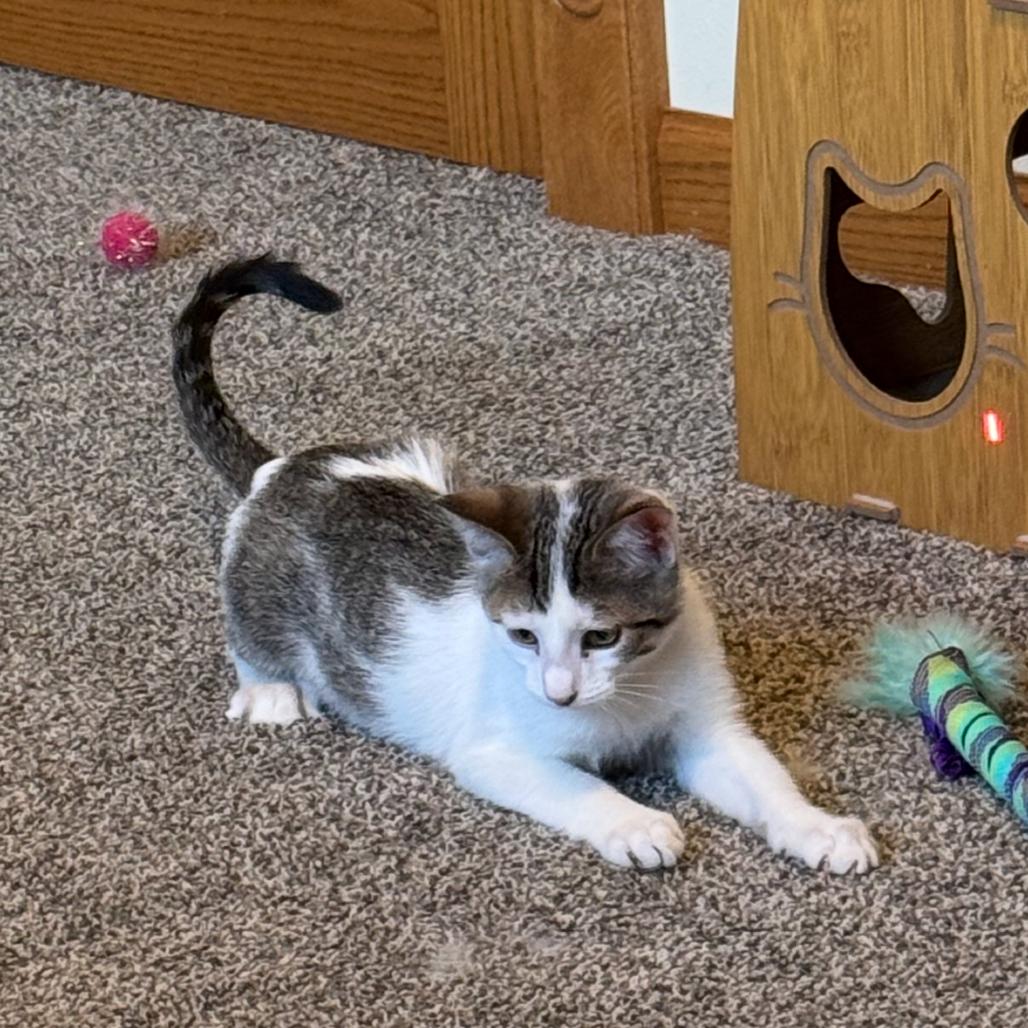 Enlarge Fizz, a Adoptable Domestic Short Hair in Madison, WI image 6/6