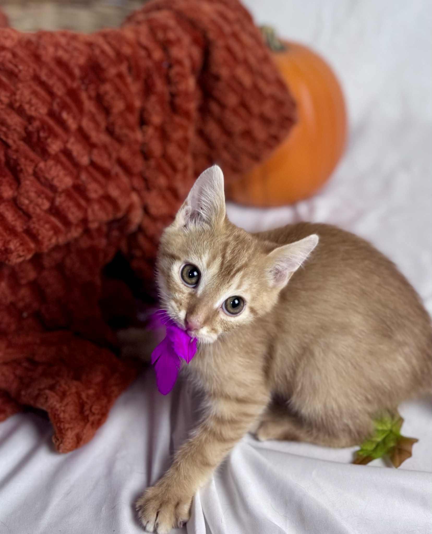 Chickie & Nuggie, Adoptable, Young Male Domestic Short Hair.