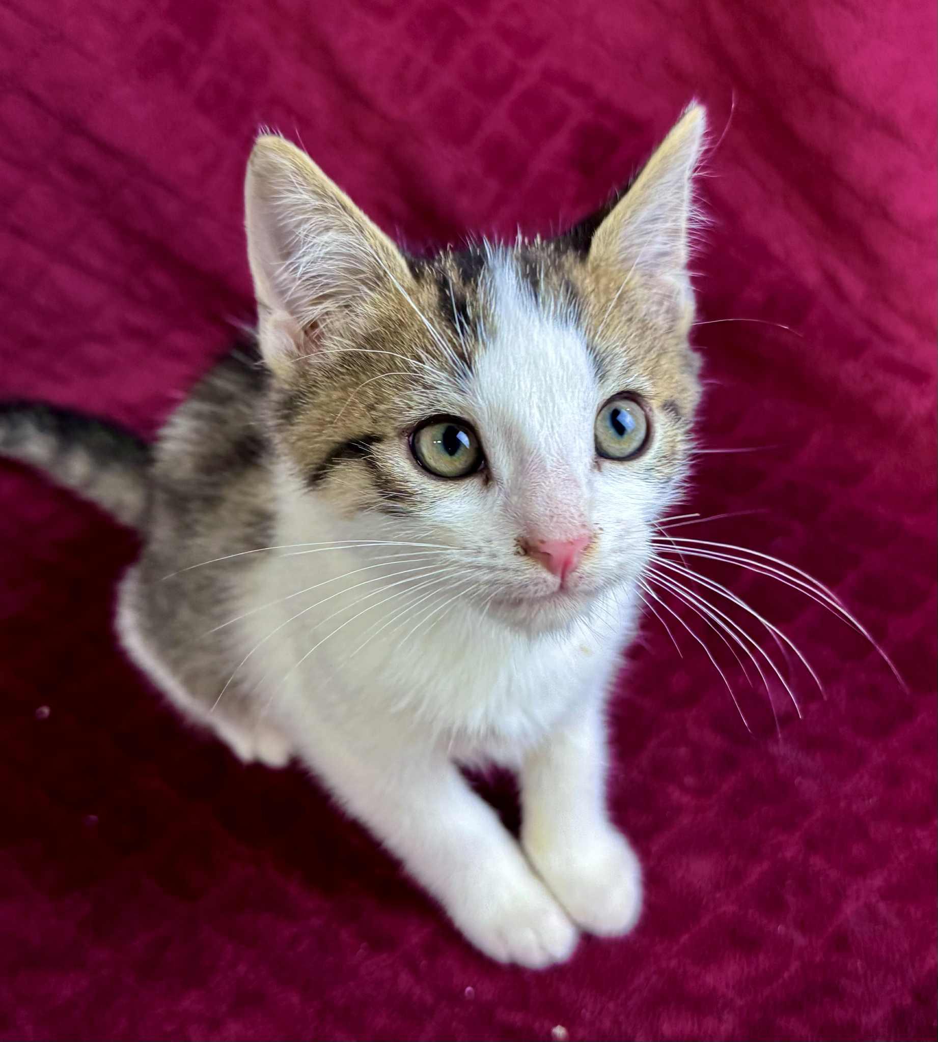 Chickie & Nuggie, a Adoptable Domestic Short Hair in Rixeyville, VA image 3/4