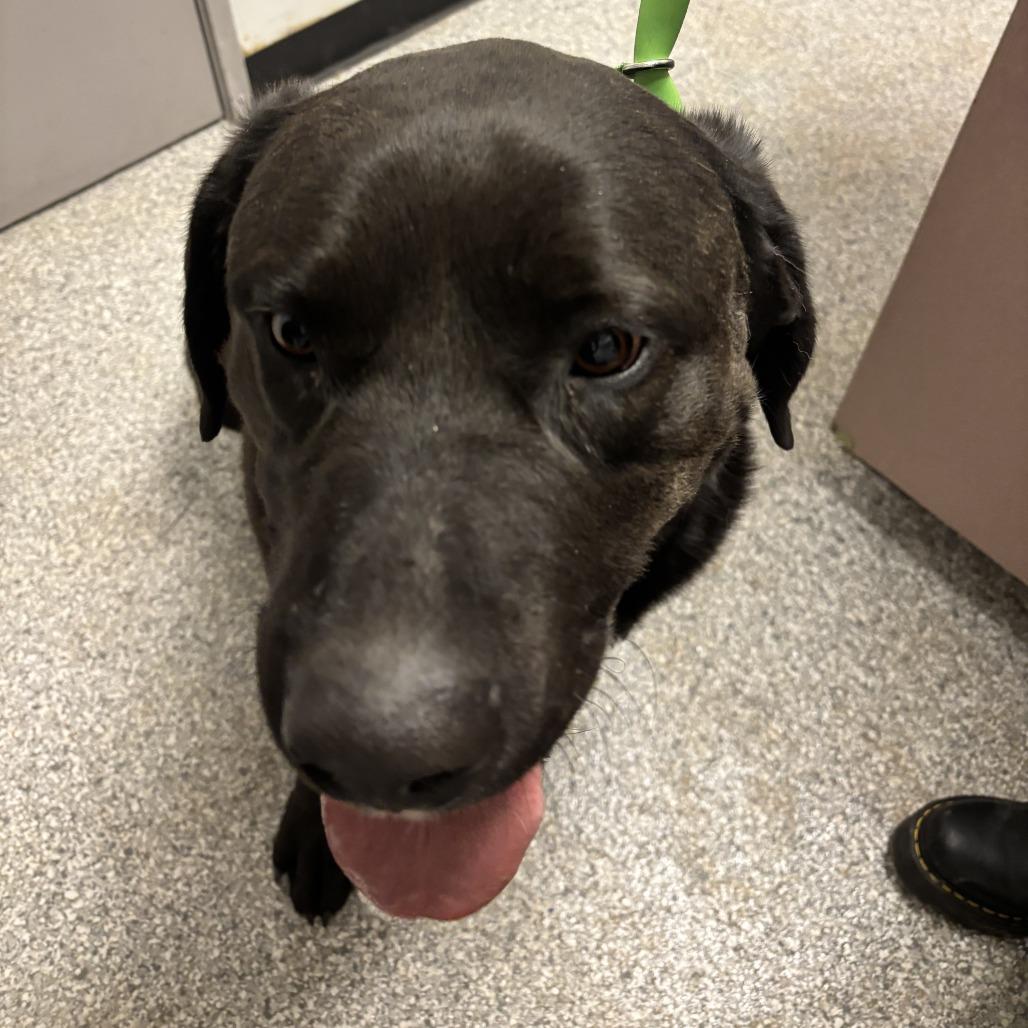 Enlarge Max, a Adoptable Labrador Retriever in Taos, NM image 1/1