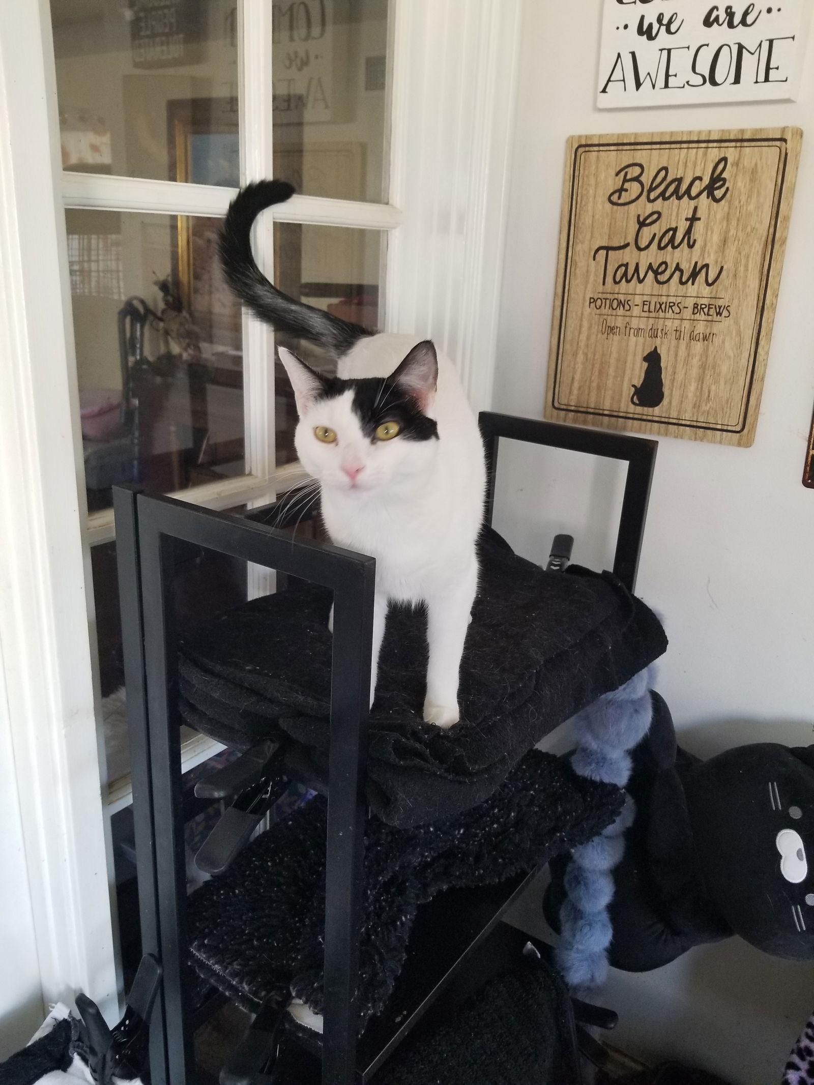 Darla, Adoptable, Young Female Turkish Van.