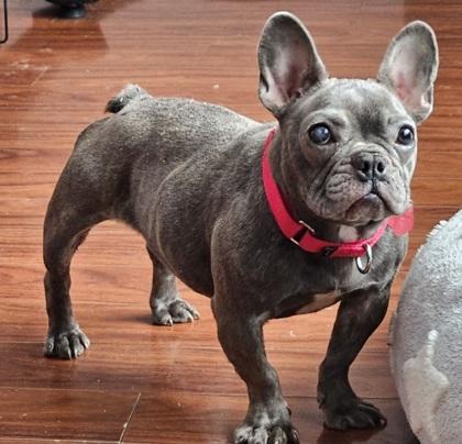 Aurora, Adoptable, Adult Female French Bulldog.
