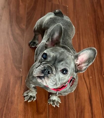 Aurora, a Adoptable French Bulldog in Malvern, PA image 2/3