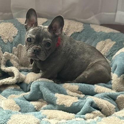 Aurora, a Adoptable French Bulldog in Malvern, PA image 3/3
